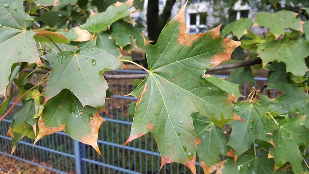 samsung galaxy s6 edge plus, s6 edge plus, galaxy s6 edge plus, s6 edge plus camera