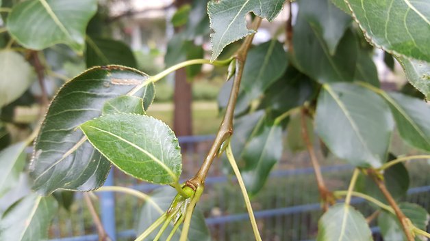 samsung galaxy s6 edge plus, s6 edge plus, galaxy s6 edge plus, s6 edge plus camera