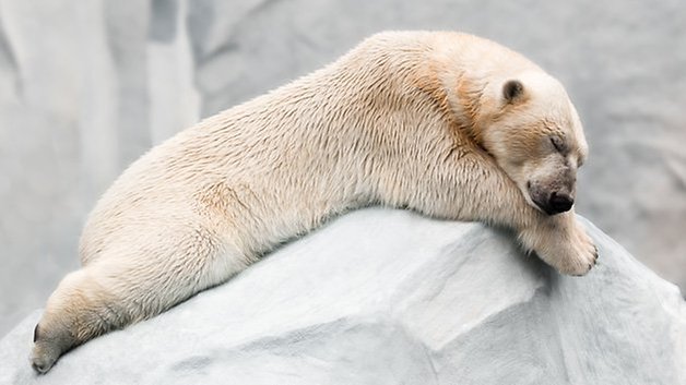 bear sleeping winter