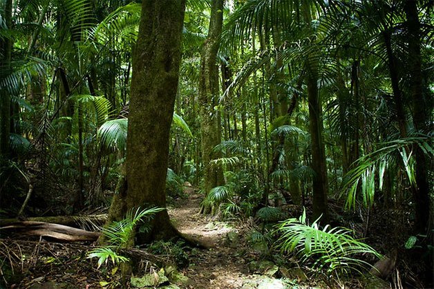 rain forest shutterstock