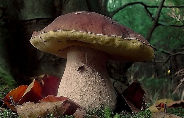 fungii