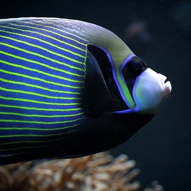 google pesce d aprile