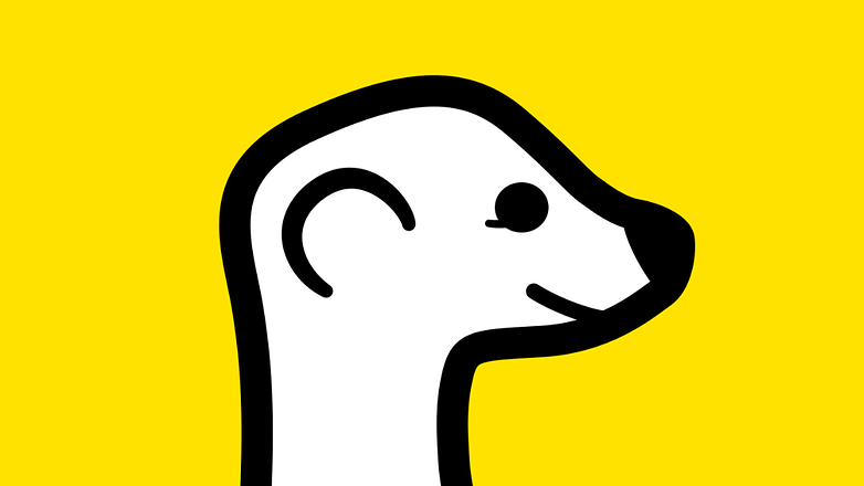 meerkat