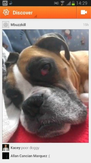 cinemagram dog2
