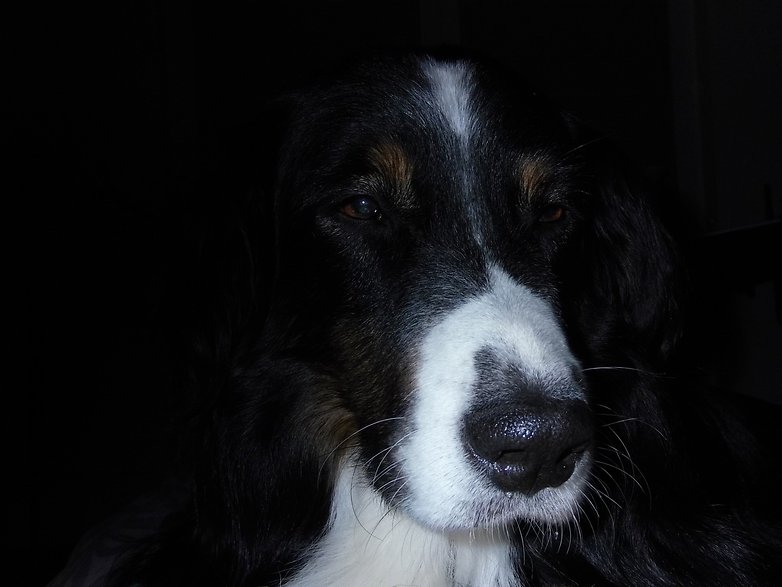 Hasselblad Hund