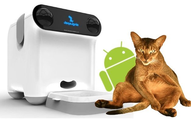 singlepet teaser