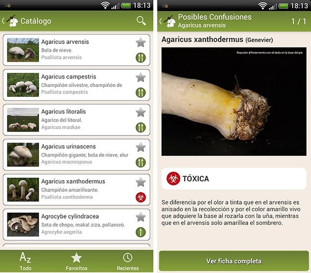 fungipedia 2 catalogo