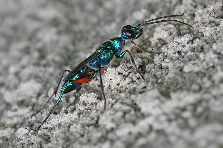 Ampulex compressa juwelwespe Muhammad Mahdi Karim 02