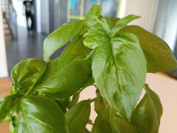 lg g flex 2, g flex 2, lg g flex 2 camera, g flex 2 camera