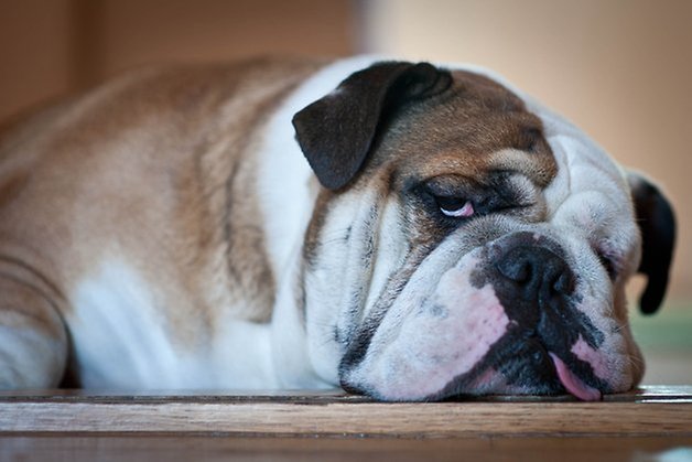 shutterstock dog sleeping