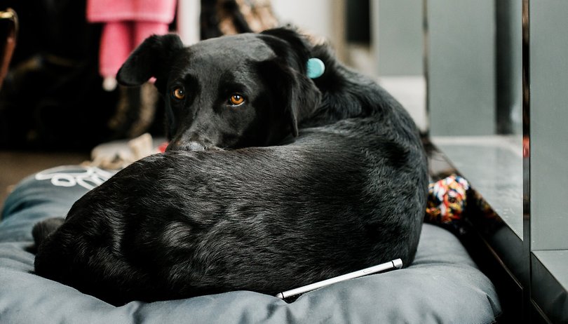 The best smart home gadgets for your dog or cat