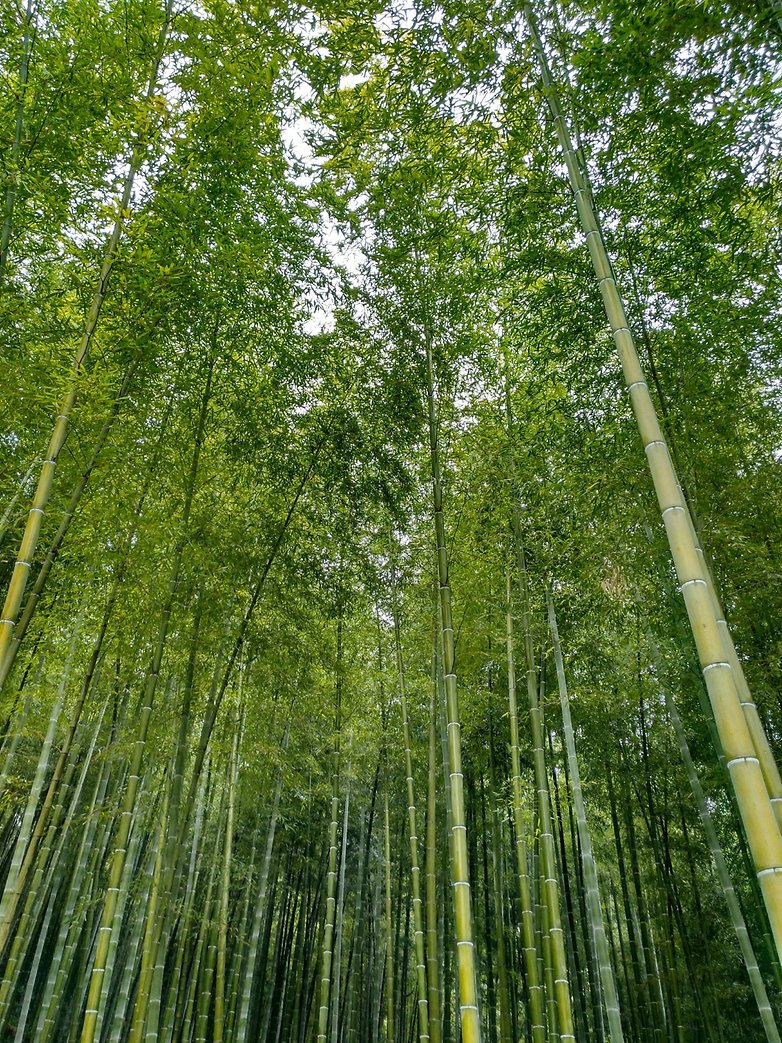 5 Bosque bambu