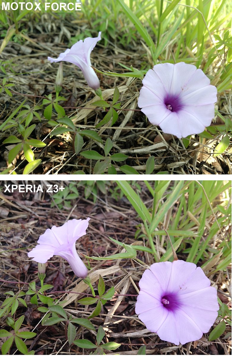 FLOR2