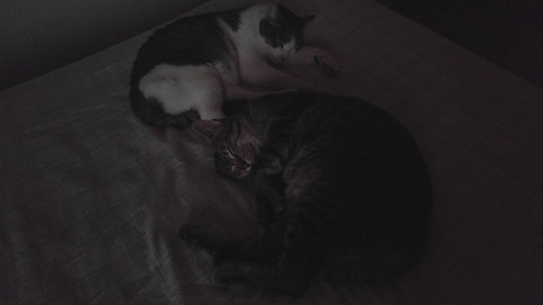 gato g4