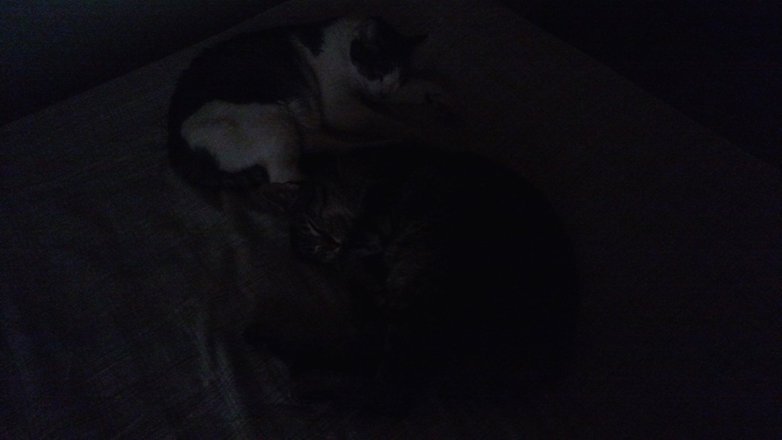 gatos maxx