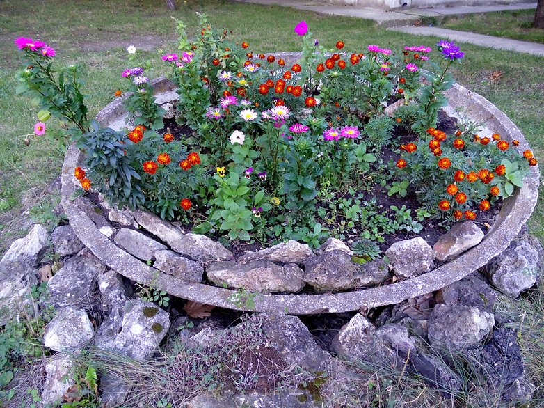 mx4 foto flores