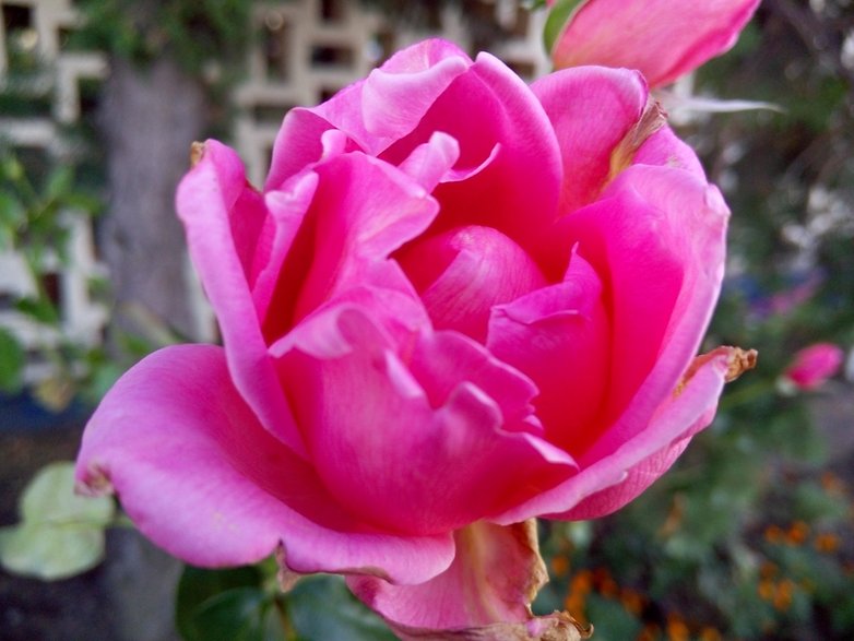 mx4 foto macro