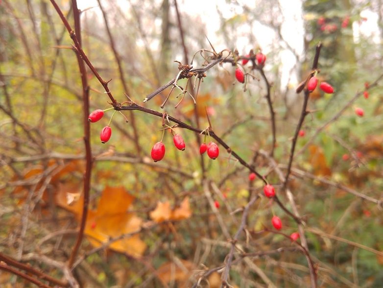 lg g4 manual focus