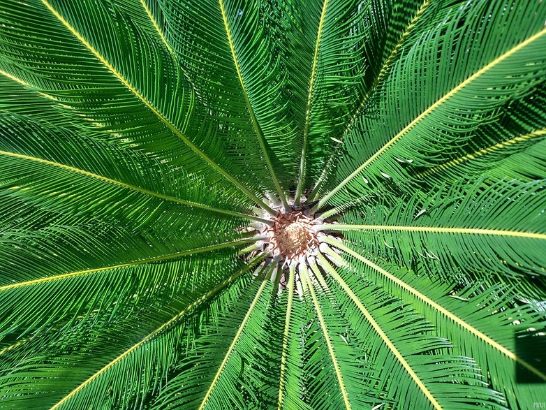xiaomi mi5 photo