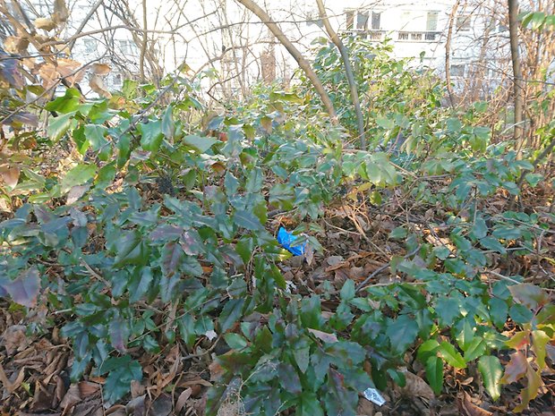 Top smartphones 2016, camera blind test 2017