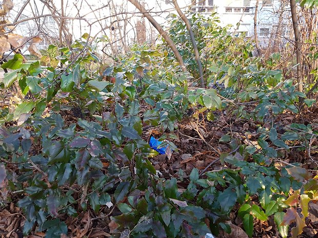 Top smartphones 2016, camera blind test 2017