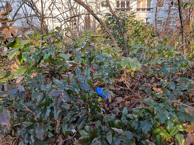 Top smartphones 2016, camera blind test 2017