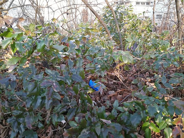 Top smartphones 2016, camera blind test 2017