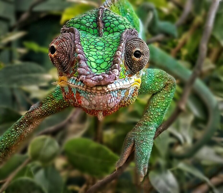 galaxy note 3 foto chamäleon