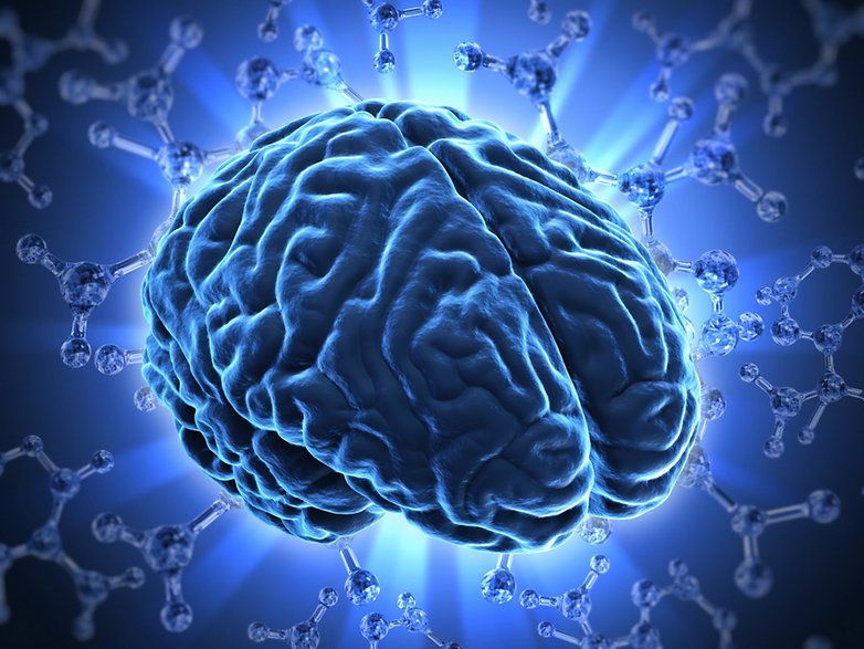 brain