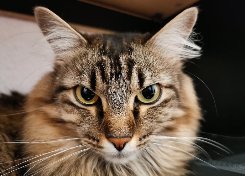 cat p30 pro