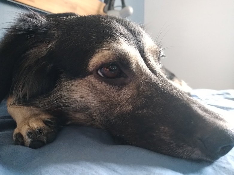 max shot 2