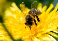 Diese Künstliche Intelligenz soll Bienen das Leben retten