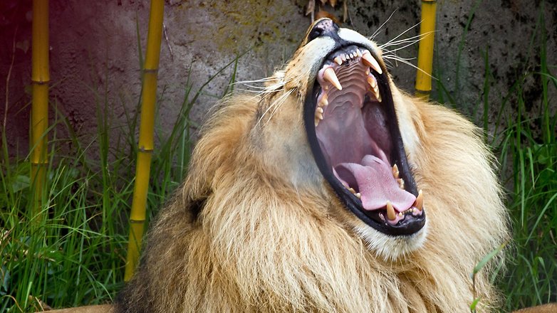 androidpit graphicstock lion