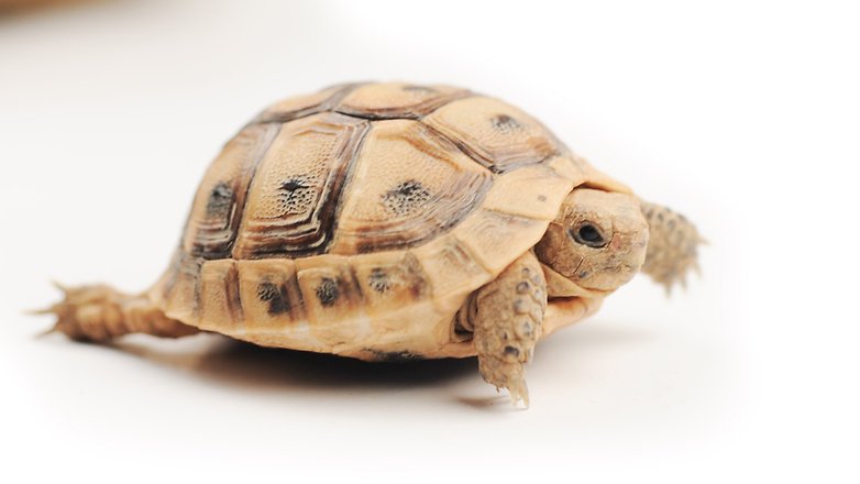 androidpit graphicstock turtle