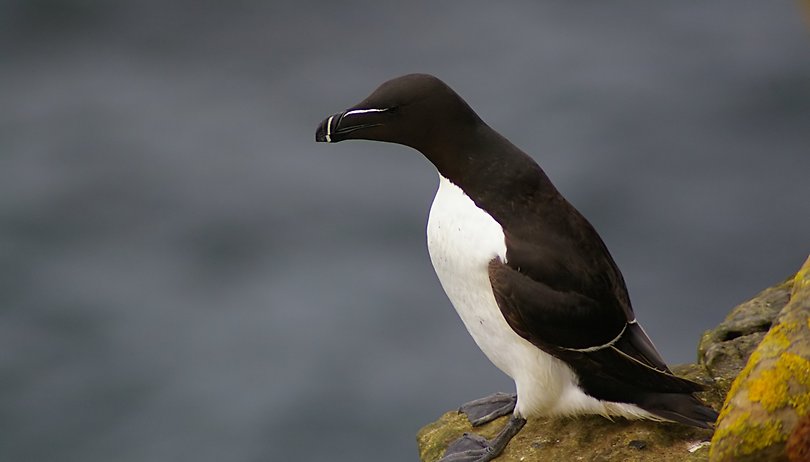 Pourquoi je trouve que Linux a du potentiel sur smartphone