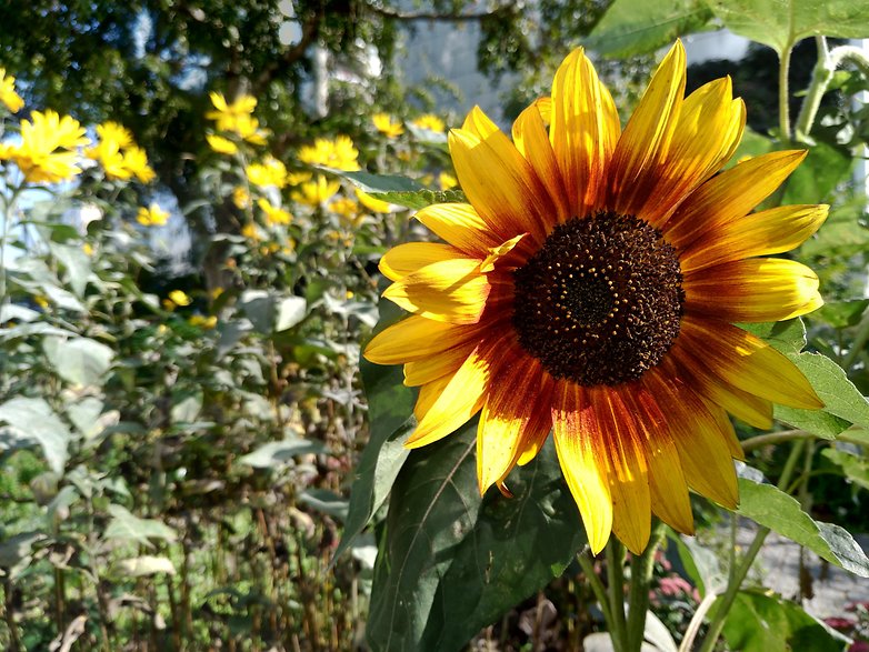 P 20170929 123706 vHDR Auto HP