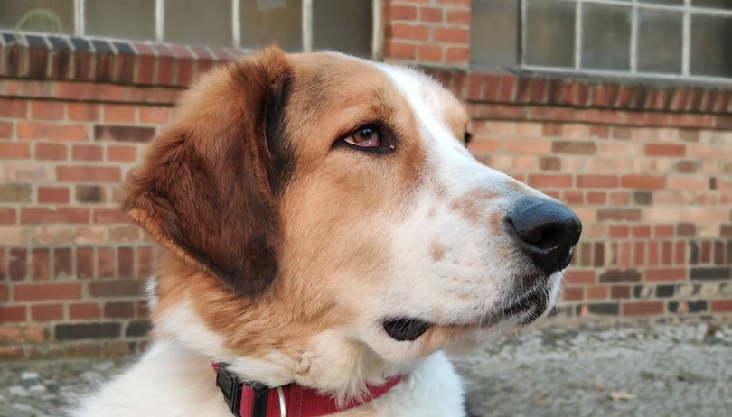 Una startup spiega come ritrovare un cane grazie alla foto del suo naso