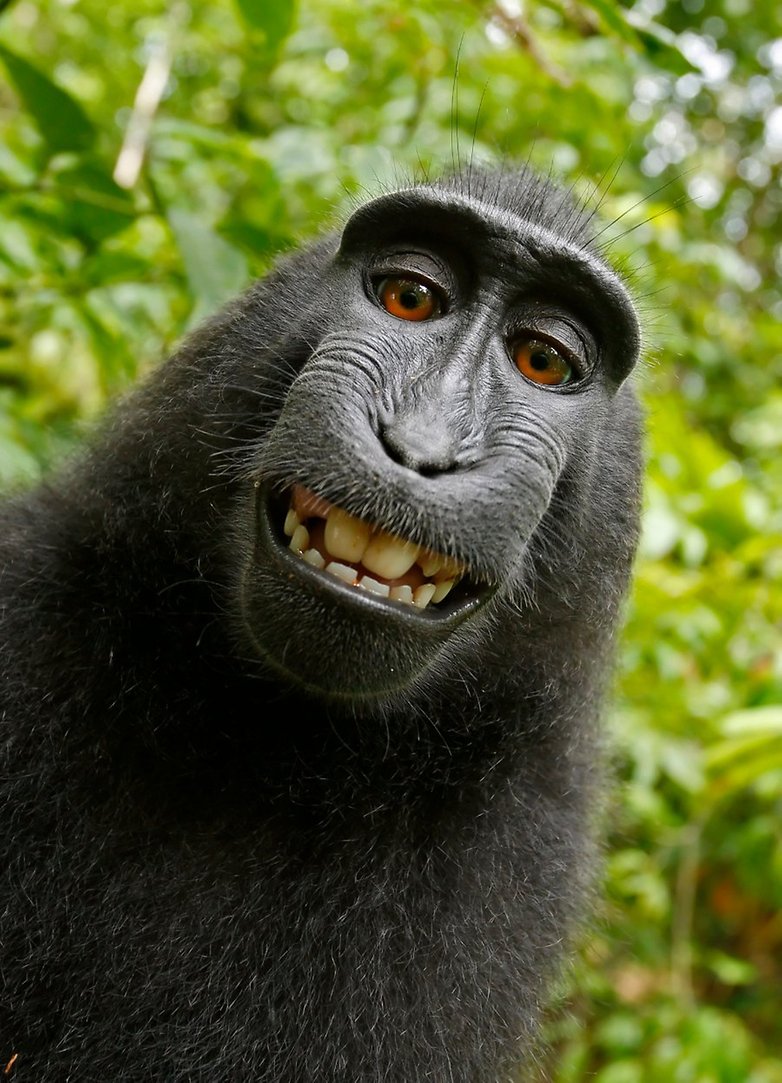 Macaca nigra self portrait large2