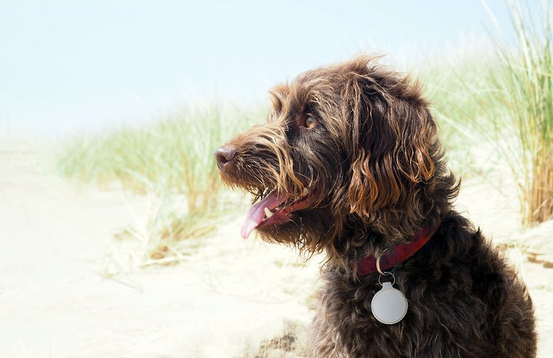 Vodafone Curve Hund