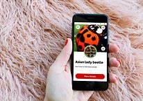 Grátis em vez de R$ 16,90: app para iPhone identifica insetos e aranhas