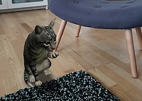 Google 3D Animals: How to use Google AR feature with your phone
