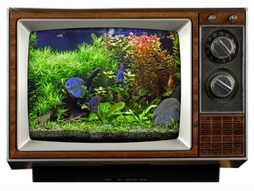 TV Aquarium